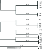 Jundishapur J Microbiol